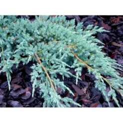 Lavtvoksende Blå Enebær 'Blue Carpet' Juniperus Squamata 'Blue Carpet' Potte 3,0 Liter,- 30-40 Cm. -Osmo Salgsbutik mi1374 juniperus squamata blue carpet c7ab
