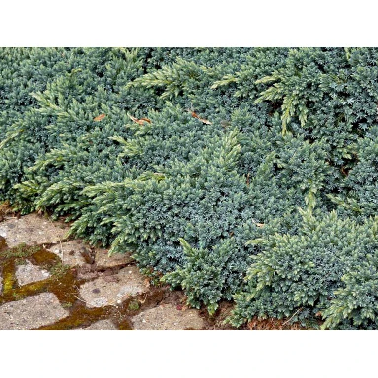 Lavtvoksende Blå Enebær 'Blue Star' Juniperus Squamata 'Blue Star' Potte 5,0 Liter,- 25-30 Cm. 9 Lavtvoksende Blå Enebær 'Blue Star' Juniperus Squamata 'Blue Star' Potte 5,0 Liter,- 25-30 Cm. - Billede 7