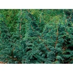 Blå Enebær 'Meyeri' Juniperus Squamata 'Meyeri' Potte 3,0 Liter,- 30-40 Cm. -Osmo Salgsbutik mi1376 juniperus squamata meyeri 317e