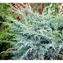 Blå Enebær 'Meyeri' Juniperus Squamata 'Meyeri' Potte 3,0 Liter,- 30-40 Cm. -Osmo Salgsbutik mi1376 juniperus squamata meyeri 3c72