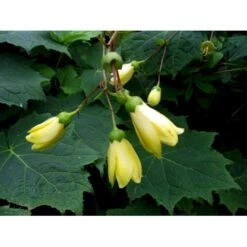 Månestråle Kirengeshoma Palmata Potte 2 Liter. -Osmo Salgsbutik mi1380 kirengeshoma palmata 6e04