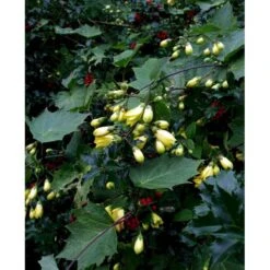 Månestråle Kirengeshoma Palmata Potte 2 Liter. -Osmo Salgsbutik mi1380 kirengeshoma palmata 7152