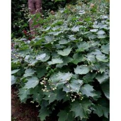 Månestråle Kirengeshoma Palmata Potte 2 Liter. -Osmo Salgsbutik mi1380 kirengeshoma palmata d095