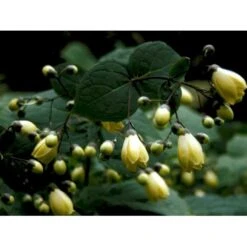 Månestråle Kirengeshoma Palmata Potte 2 Liter. -Osmo Salgsbutik mi1380 kirengeshoma palmata dd80