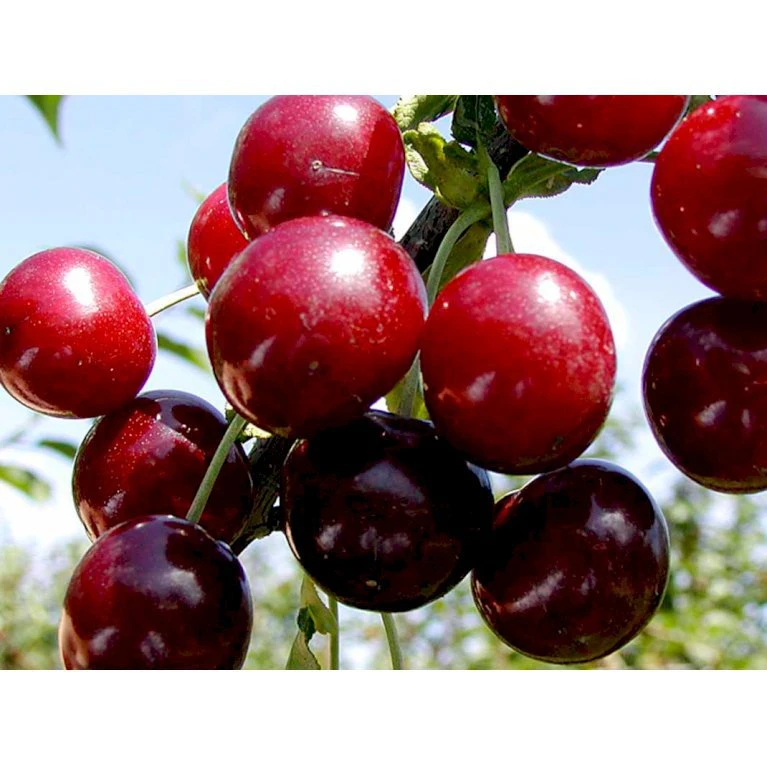 Sur Kirsebær Skyggemorel Prunus X Skyggemorel 4-8 Grene, 140-180 Cm. 10 Liter Potte 3 Sur Kirsebær Skyggemorel Prunus X Skyggemorel 4-8 Grene, 140-180 Cm. 10 Liter Potte