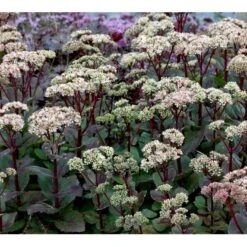 Sankthansurt 'Matrona' Sedum Telephium 'Matrona' 1 Liter Potte -Osmo Salgsbutik mi13916 sedum matrona 3937