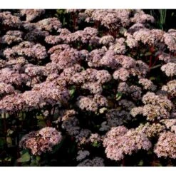 Sankthansurt 'Matrona' Sedum Telephium 'Matrona' 1 Liter Potte -Osmo Salgsbutik mi13916 sedum matrona 45c2