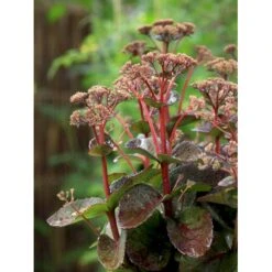 Sankthansurt 'Matrona' Sedum Telephium 'Matrona' 1 Liter Potte -Osmo Salgsbutik mi13916 sedum matrona 5608