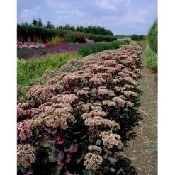 Sankthansurt 'Matrona' Sedum Telephium 'Matrona' 1 Liter Potte -Osmo Salgsbutik mi13916 sedum matrona 7e0b