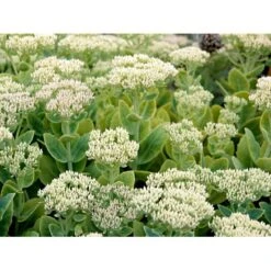Kinesisk Sankthansurt Sedum Spectabilie 'Star Dust' 1 Liter Potte -Osmo Salgsbutik mi13936 sedum spectabile star dust 5d6c