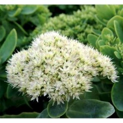 Kinesisk Sankthansurt Sedum Spectabilie 'Star Dust' 1 Liter Potte -Osmo Salgsbutik mi13936 sedum spectabile star dust 78ca