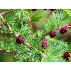 Japansk Lærk Larix Kaempferi Potte 7,5 Liter 175-200 Cm. -Osmo Salgsbutik mi1396 larix kaempferi 17d9