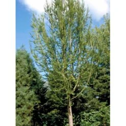 Japansk Lærk Larix Kaempferi Potte 7,5 Liter 175-200 Cm. -Osmo Salgsbutik mi1396 larix kaempferi 80cd