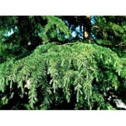 Japansk Lærk Larix Kaempferi Potte 7,5 Liter 175-200 Cm. -Osmo Salgsbutik mi1396 larix kaempferi dd26