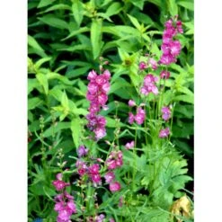 Silkekatost 'Brilliant' Sidalcea Oregana 'Brilliant' 1 Liter Potte -Osmo Salgsbutik mi14006 sidalcea brilliant f730