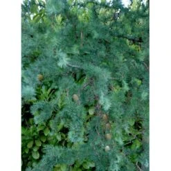 Japansk Lærk 'Diana' Larix Kaempferi 'Diana' Opstammet 90 Cm. 7,5 Liter Potte -Osmo Salgsbutik mi1406 larix kaempferi diana b8d9