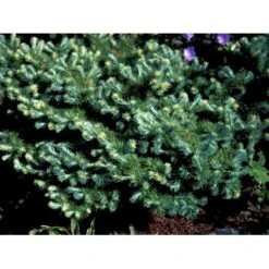 Japansk Lærk Larix Kaempferi Potte 7,5 Liter 175-200 Cm. -Osmo Salgsbutik mi1407 larix kaempferi blue dwarf e599