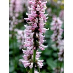 Betonie Stachys Monnieri 'Hummelo' 1 Liter Potte -Osmo Salgsbutik mi14090 stachys monnieri 7d22