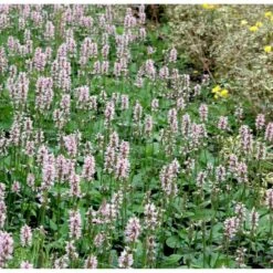 Betonie Stachys Monnieri 'Hummelo' 1 Liter Potte