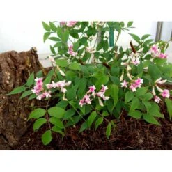 Vår-Fladbælg Lathyrus Vernus 'Rosenelfe' 1 Liter Potte -Osmo Salgsbutik mi1410 lathyrus vernus rosenelfe 856d