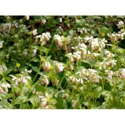 Kulsukker Symphytum Grandiflorum 1 Liter Potte -Osmo Salgsbutik mi14112 symphytum grandiflorum 0ec2