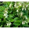 Kulsukker Symphytum Grandiflorum 1 Liter Potte -Osmo Salgsbutik mi14112 symphytum grandiflorum 793d