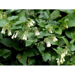 Kulsukker Symphytum Grandiflorum 1 Liter Potte -Osmo Salgsbutik mi14112 symphytum grandiflorum 7e27