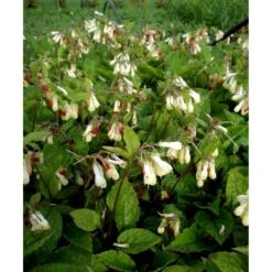 Kulsukker Symphytum Grandiflorum 1 Liter Potte -Osmo Salgsbutik mi14112 symphytum grandiflorum 8757