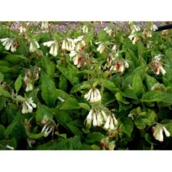 Kulsukker Symphytum Grandiflorum 1 Liter Potte -Osmo Salgsbutik mi14112 symphytum grandiflorum c95e
