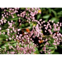 Dobbelt Violfrøstjerne Thalictrum Delavayi 'Hewitts Double' 2 Liter Potte -Osmo Salgsbutik mi14136 thalictrum delavayi hewitts double f7a3