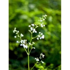 Stor Violfrøstjerne Thalictrum Splendide 'White' 1 Liter Potte -Osmo Salgsbutik mi14147 thalictrum splendide white 62f7