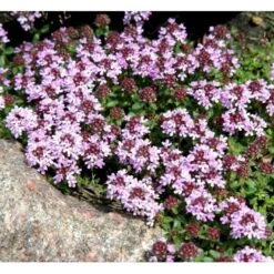 Lodden Timian Thymus Praecox Var. Pseudolanuginosus 10 Cm. Potte -Osmo Salgsbutik mi14163 thymus pra var pseudolanuginosus 78cf