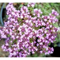 Lodden Timian Thymus Praecox Var. Pseudolanuginosus 10 Cm. Potte -Osmo Salgsbutik mi14163 thymus pra var pseudolanuginosus a94a