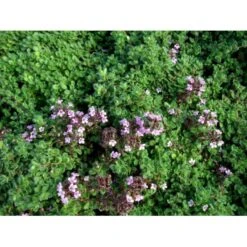 Lodden Timian Thymus Praecox Var. Pseudolanuginosus 10 Cm. Potte -Osmo Salgsbutik mi14163 thymus pra var pseudolanuginosus be51