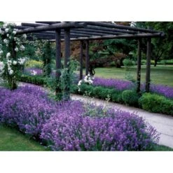 Lavendel 'Munstead' Lavandula Angustifolia 'Munstead' 10 Cm. Potte -Osmo Salgsbutik mi1416 lavandula angustifolia munstead 6116