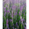 Lavendel 'Munstead' Lavandula Angustifolia 'Munstead' 10 Cm. Potte -Osmo Salgsbutik mi1416 lavandula angustifolia munstead a4bc