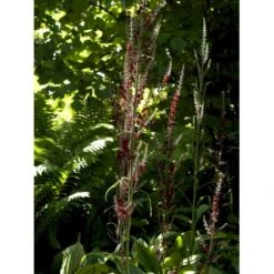 Foldblad Veratum Nigrum 1 Liter Potte -Osmo Salgsbutik mi14235 veratrum nigrum ac3a