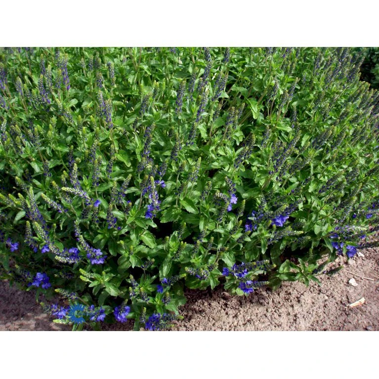 Bredbladet Ærenpris Veronica Austrica 'True Blue' 1 Liter Potte 3 Bredbladet Ærenpris Veronica Austrica 'True Blue' 1 Liter Potte