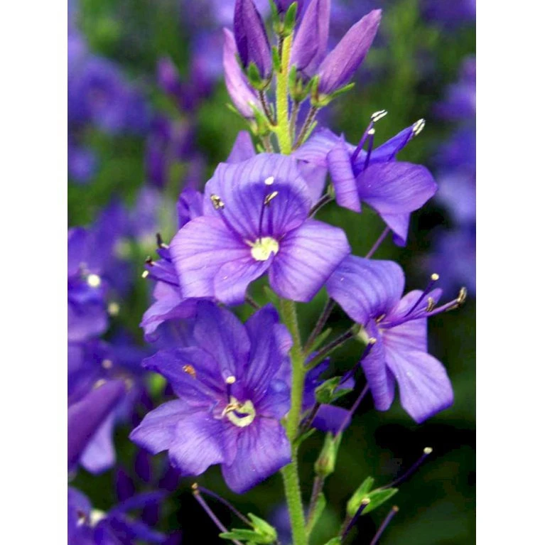 Bredbladet Ærenpris Veronica Austrica 'True Blue' 1 Liter Potte 5 Bredbladet Ærenpris Veronica Austrica 'True Blue' 1 Liter Potte - Billede 3