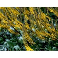 Aks-Brandbæger Ligularia Przewalskii 1 Liter Potte -Osmo Salgsbutik mi1428 ligularia przewalskii ebd9