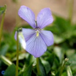 Hornviol Viola Cornuta 'Boughton Blue' Bakke Med 12 Stk. -Osmo Salgsbutik mi14292 viola cornuta boughton blue 8876