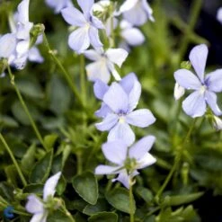 Hornviol Viola Cornuta 'Boughton Blue' Bakke Med 12 Stk. -Osmo Salgsbutik mi14292 viola cornuta boughton blue 97bd