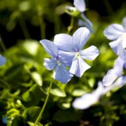 Hornviol Viola Cornuta 'Boughton Blue' Bakke Med 12 Stk. -Osmo Salgsbutik mi14292 viola cornuta boughton blue c380