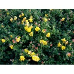 Kællingetand Lotus Corniculatus 'Pleniflorus' 2 Liter Potte -Osmo Salgsbutik mi1476 lotus corniculatus pleniflorus 0eb5