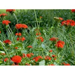 Brændende Kærlighed Lychnis Chalcedonica 1 Liter Potte -Osmo Salgsbutik mi1483 lychnis chalcedonica 2fa7