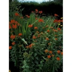 Brændende Kærlighed Lychnis Chalcedonica 1 Liter Potte -Osmo Salgsbutik mi1483 lychnis chalcedonica 7ae8