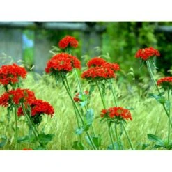 Brændende Kærlighed Lychnis Chalcedonica 1 Liter Potte -Osmo Salgsbutik mi1483 lychnis chalcedonica d340