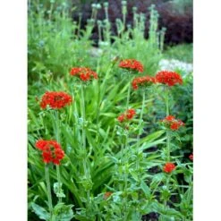 Brændende Kærlighed Lychnis Chalcedonica 1 Liter Potte -Osmo Salgsbutik mi1483 lychnis chalcedonica e40f