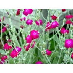 Haveklinte Lychnis Coronaria 10 Cm. Potte -Osmo Salgsbutik mi1486 lychnis coronaria 4c41
