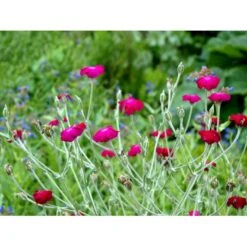 Haveklinte Lychnis Coronaria 10 Cm. Potte -Osmo Salgsbutik mi1486 lychnis coronaria 6a67
